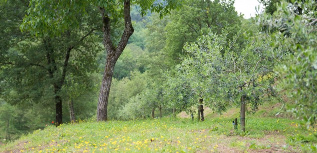 Parco Orto e Frutteto